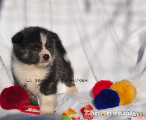 AKITAS DE LA SENDA DE T'SUNAYOSHI